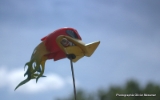 Mascotte Clay Smith's Cams.DNG